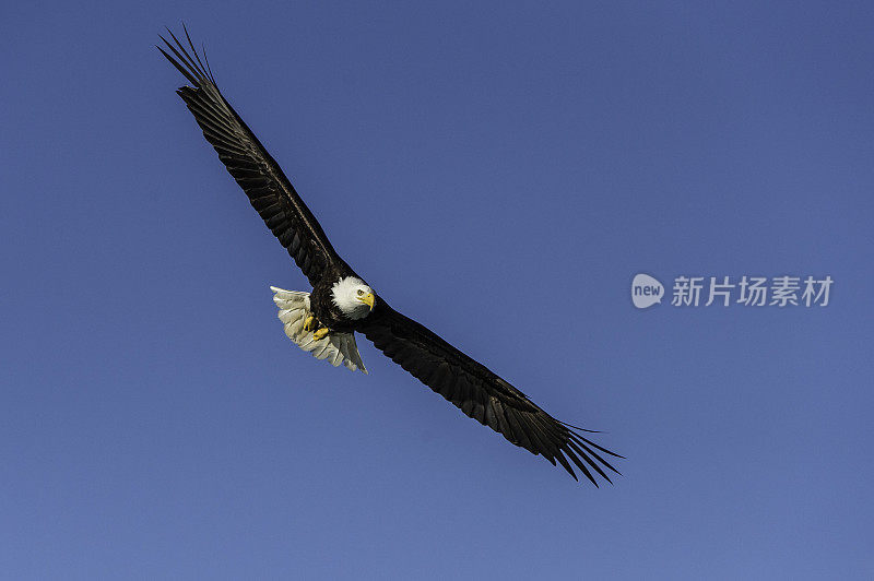 白头秃鹰(Haliaeetus leucocephalus)是一种猛禽，发现于阿拉斯加的锡特卡海峡上空，阿拉斯加。